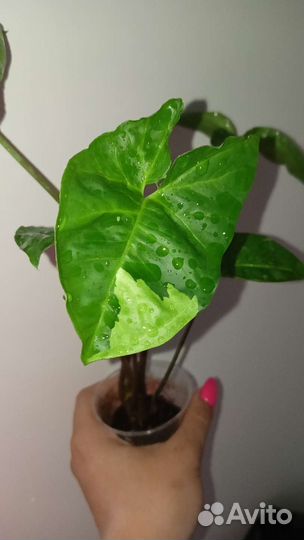 Комнатные лианы