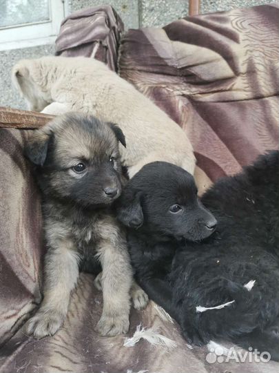 Собака в добрые руки щенок