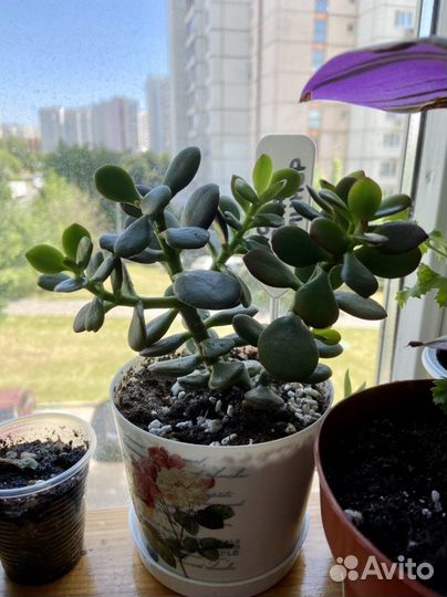 Суккуленты, эхеверии 8 шт