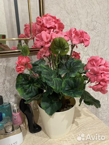 Подарок на 8 марта герань