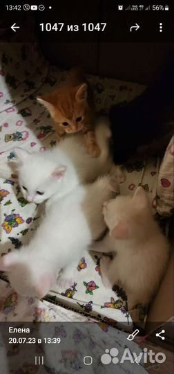 Курильский Бобтейл котята