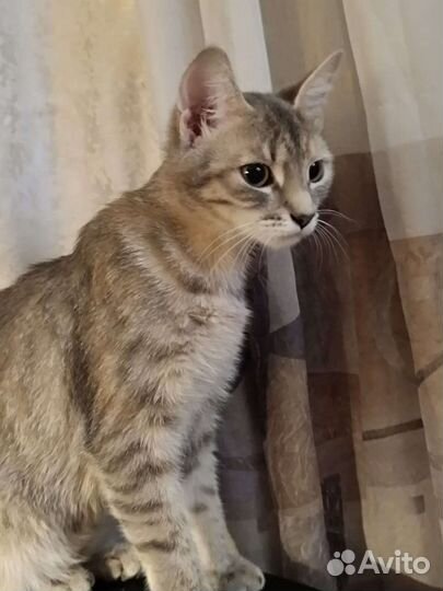 Кошка в дар бесплатно