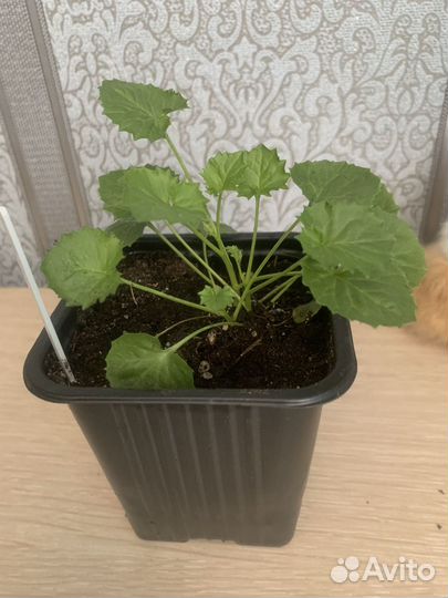 Кампанула жених и невеста