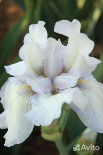 Ирисы бородатые