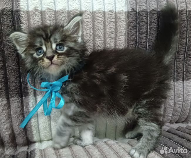 Котята мейн-кун