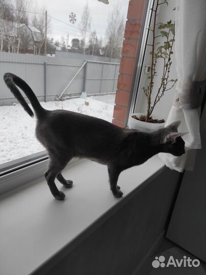 Ориентальная кошка