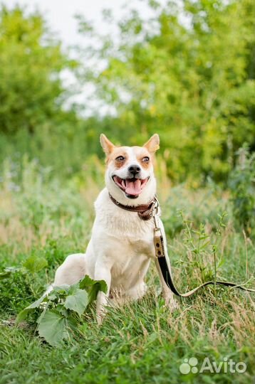 Маленькая собака