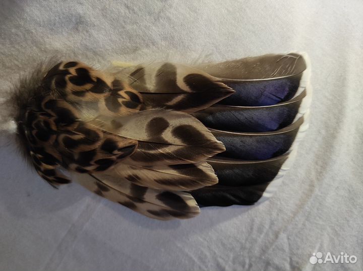 Перья для творчества