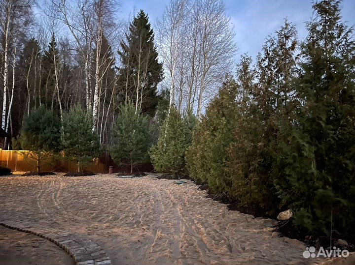 Туя западная Брабант, крупномер