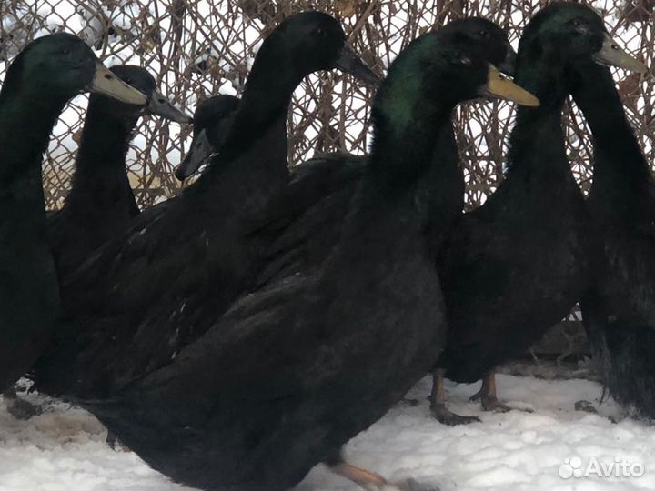 Яйцо инкубационное,Американской Каюги