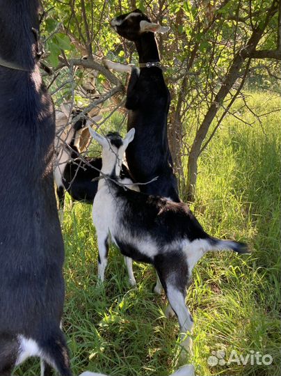 Альпийские козы, козлята