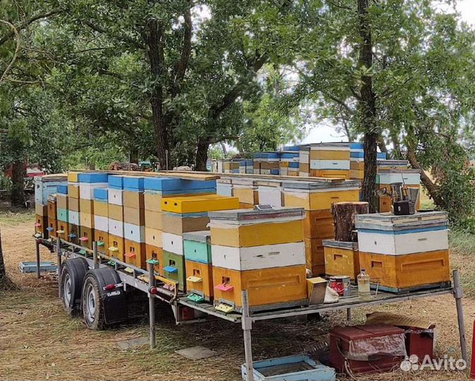 Мёд натуральный (свежий ) с доставкой