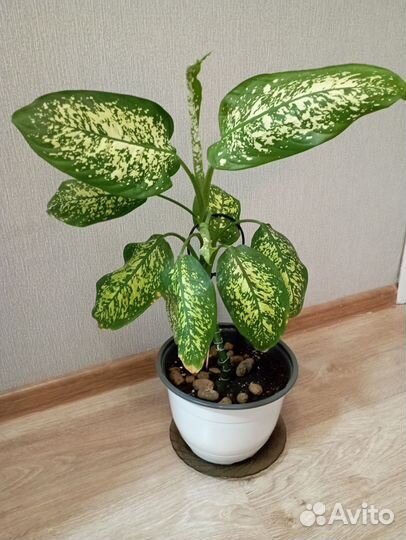 Диффенбахия