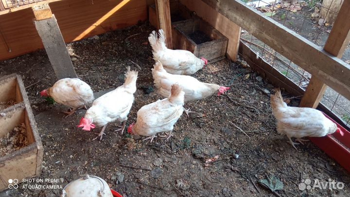 Продам куриц