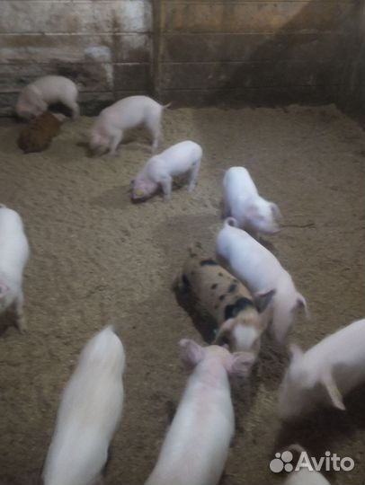 Поросята на откорм
