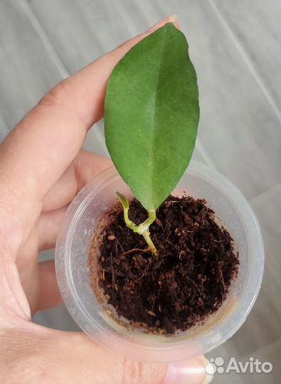 Хойи сортовые