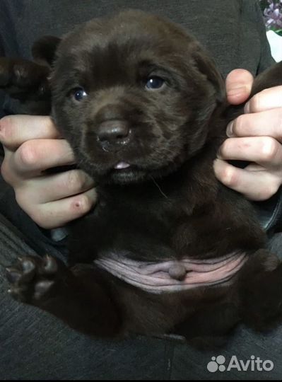 Щенки лабрадора