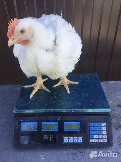 Куры молодки несушки, бройлеры, утки, муларды