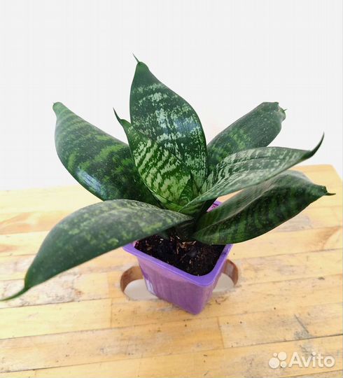 Сансевиерия Sansevieria Hahnii