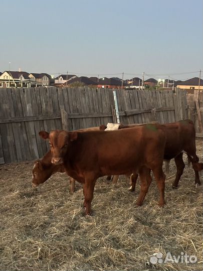 Бычки на откорм 16 голов