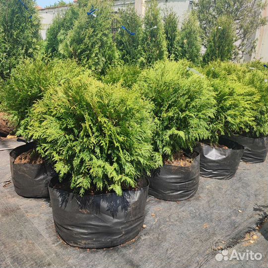 Туя западная Вудварди