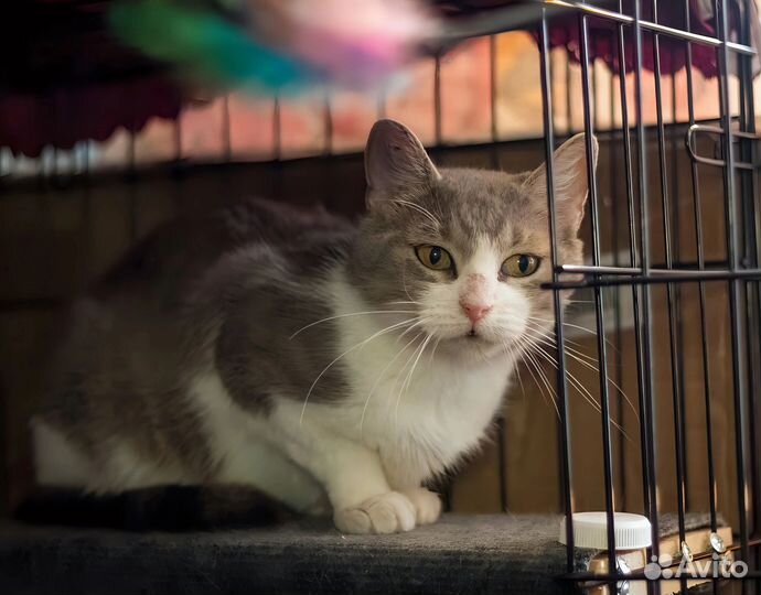 Дымчатая кошка с белым