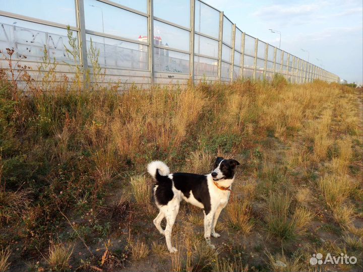 Собака в добрые руки