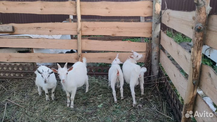 Козлята