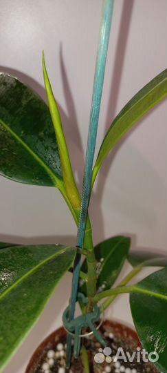 Фикус каучуконосный