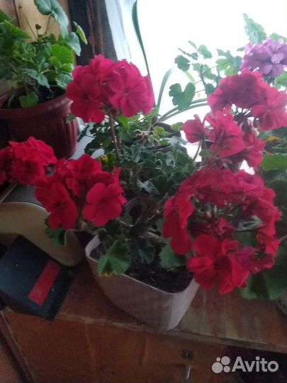 Пеларгония герань