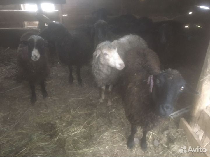 Овцы бараны