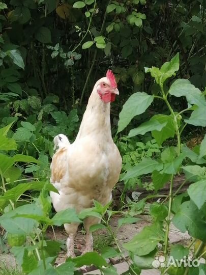 Куры молодки, петушки