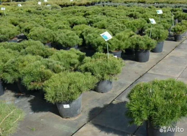 Сосна горная мугус