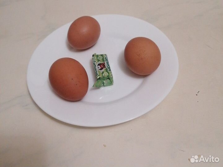 Куры несушки. Петухи