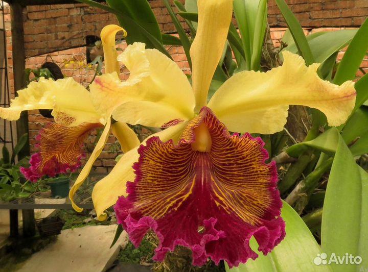 Орхидея каттлея dowiana