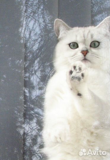 Шикарный британский кот