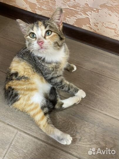 Кошка