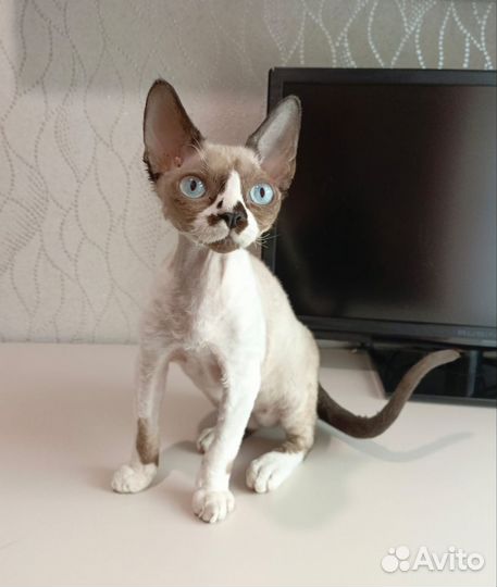 Девон-рекс кот