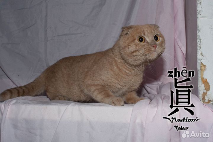 Шотландский вислоухий кот
