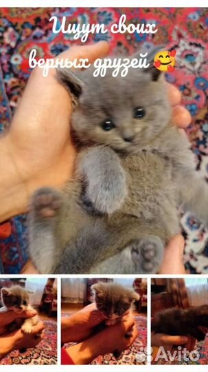 Котята 1 мес