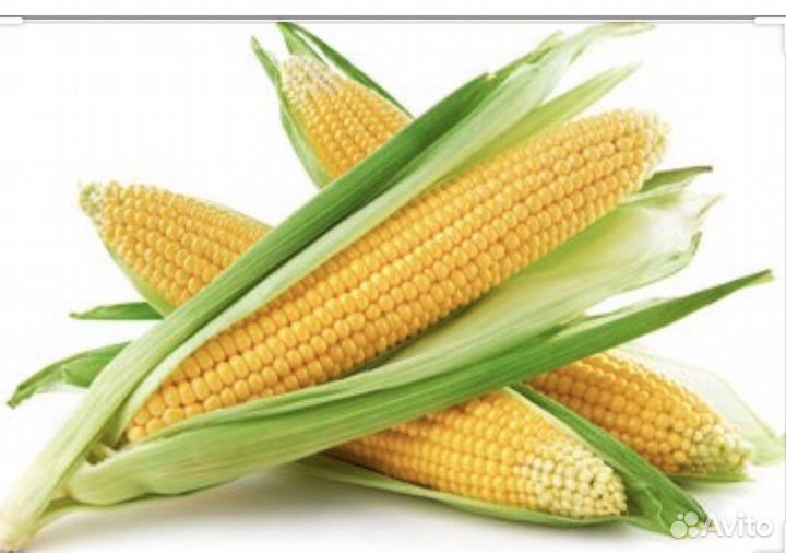 Кукуруза