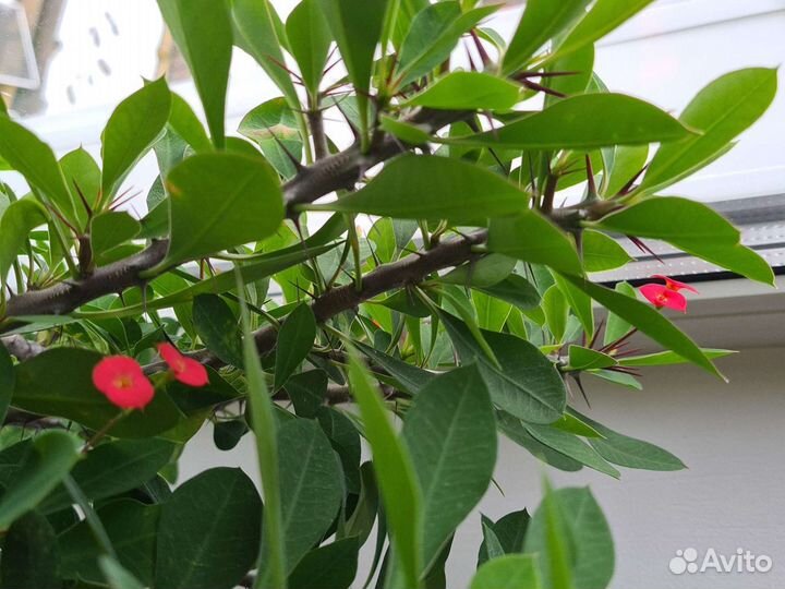 Эуфорбия 60см