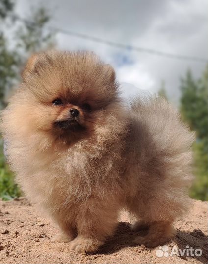 Померанский шпиц