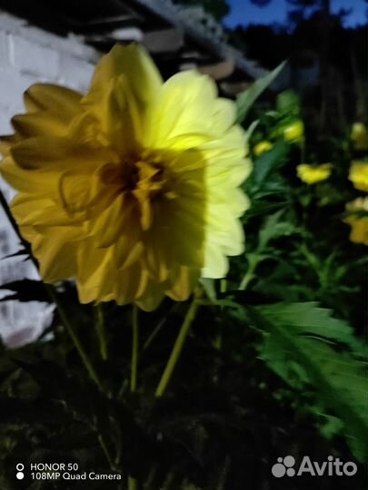 Георгины клубни продаю либо обмен