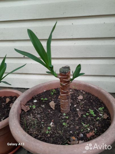 Разных саратов цветы от тысячи до пяти тысяч