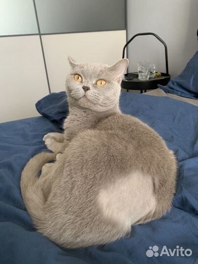 Британская кошка