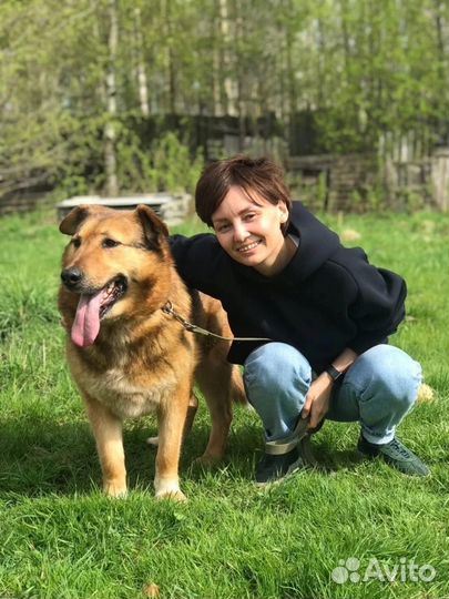 Собака ищет семью