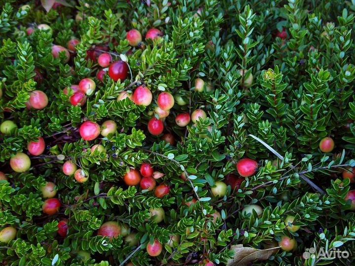 Клюква много сортов