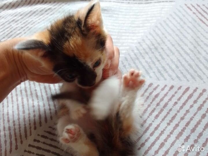 Кошки в добрые руки бесплатно