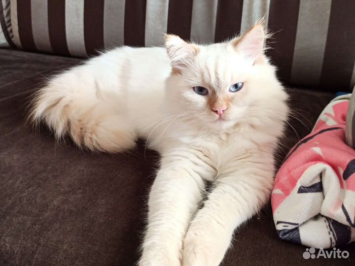 Невская маскарадная кот на вязку